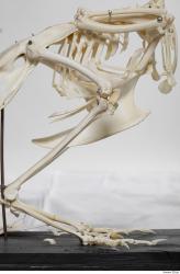 Photo Textures of Hen Skeleton